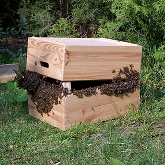 Bienenfangkiste ohne Ahnung - der erste Schwarm Bienenfang