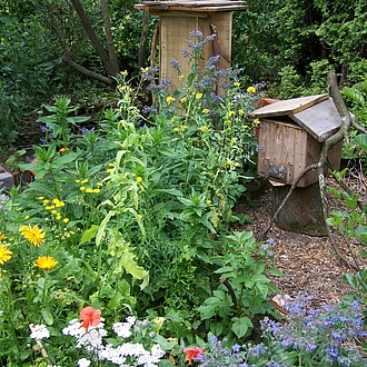 Bienenweide Bienenweide