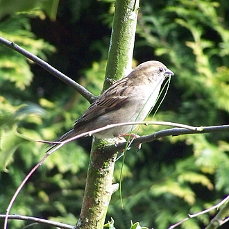 ..viel Erfolg alte Dame... ..viel Erfolg alte Dame...