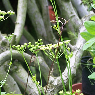 Zukünftiges Petersilie Saatgut Zukünftiges Petersilie Saatgut