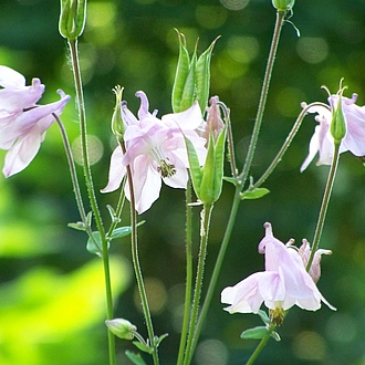 Akelei - Aquilegia vulgaris - GIFTIG ! Akelei - Aquilegia vulgaris - GIFTIG !