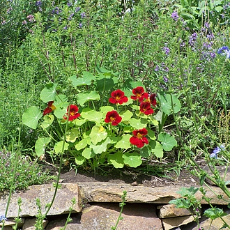 Kapuzinerkresse - Tropaeolum majus Kapuzinerkresse - Tropaeolum majus