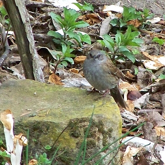 Heckenbraunelle - Prunella modularis Heckenbraunelle - Prunella modularis