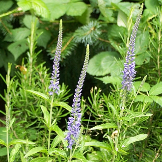 Blauweiderich - Veronica longifolia Blauweiderich - Veronica longifolia