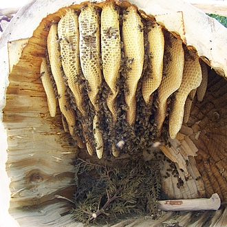 Bienenvolk im Lindenstamm Bienenstock Linde