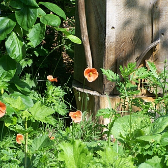 Permakultur bei den Bienen Permakultur bei den Bienen