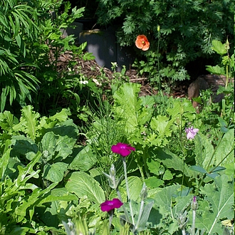 Permakultur Permakultur