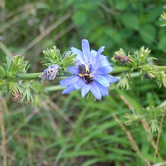 auch die gewöhnliche Wegwarte - Cichorium intybus - lockt mir nicht bekannte Gäste auch die gewöhnliche Wegwarte - Cichorium intybus - lockt mir nicht bekannte Gäste