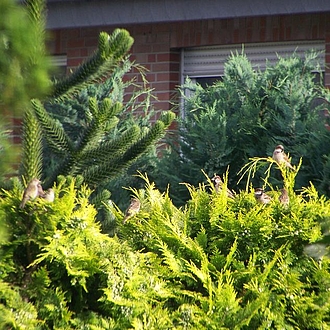 Haussperlinge - Passer domesticus Haussperlinge - Passer domesticus