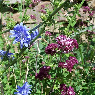 Jeden Mittag verblüht die Wegwarte, nach einigen Wochen bringt sie große Mengen Vogelfutter hervor. Jeden Mittag verblüht die Wegwarte, nach einigen Wochen bringt sie große Mengen Vogelfutter hervor.