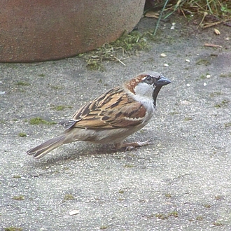 Haussperling Mann Haussperling Mann