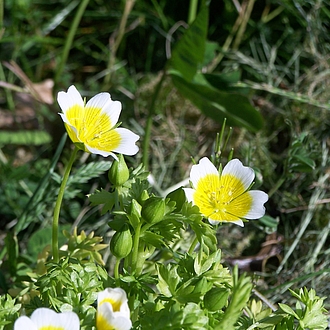 Spiegeleiblume - Limnanthes douglasii - Spiegeleiblume - Limnanthes douglasii -