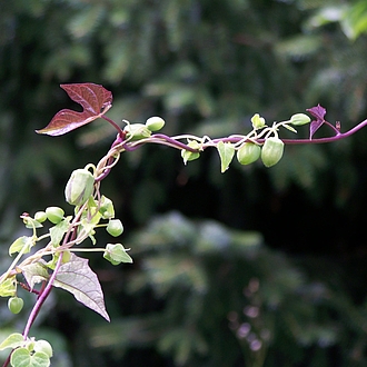 Expansion - Vorfreude Expansion - Vorfreude