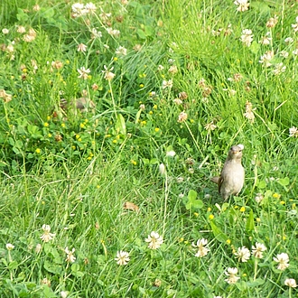 Keck - Haussperlinge, junges Paar Keck - Haussperlinge, junges Paar