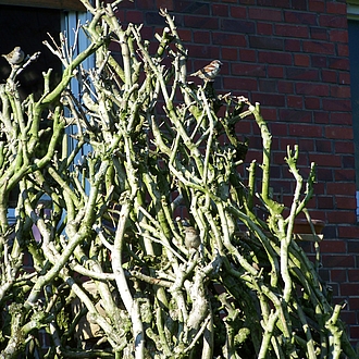 Haussperlinge Haussperlinge