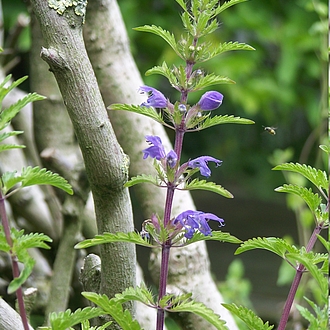 Türkischer Drachenkopf - Dracocephalum moldavicum - LECKER Teepflanze Türkischer Drachenkopf - Dracocephalum moldavicum - LECKER Teepflanze