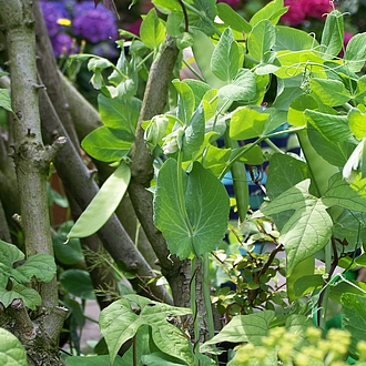 Zuckererbsen an der Rankhilfe Zuckererbsen an der Rankhilfe