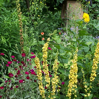 Schwarze Königskerze - Verbascum nigrum Schwarze Königskerze - Verbascum nigrum