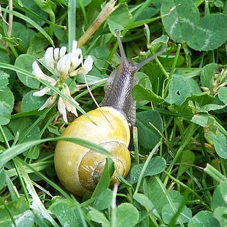 kleine Schnecke kleine Schnecke