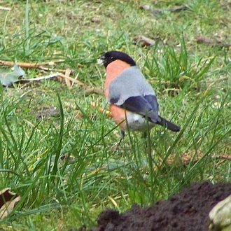 Gimpel Dame - Pyrrhula pyrrhula Gimpel Dame - Pyrrhula pyrrhula