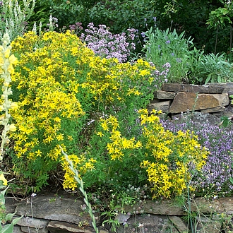 Kräuterspirale Juli 2014 Kräuterspirale