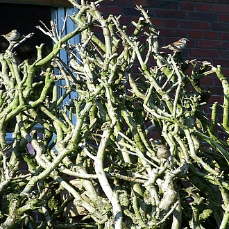 Haussperlinge Haussperlinge