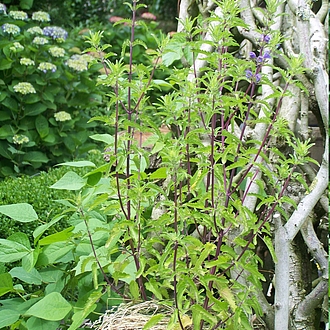 18. Juni Blütezeitbegin an der Rankhilfe 18. Juni Blütezeitbegin an der Rankhilfe