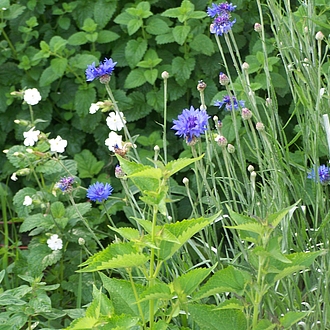 Permakultur, (Unkraut) Kulturbegleitgrün auf der Kräuterspirale Permakultur, (Unkraut) Kulturbegleitgrün auf der Kräuterspirale