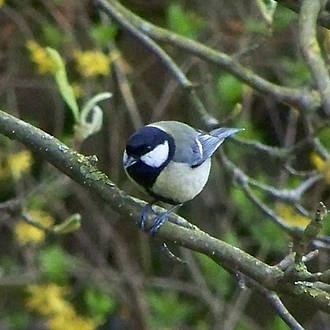 Tannenmeise - Parus ater Tannenmeise - Parus ater
