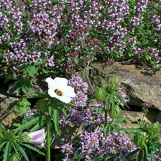 Sommerhibiskus - Hibiscus Trionum Sommerhibiskus - Hibiscus Trionum