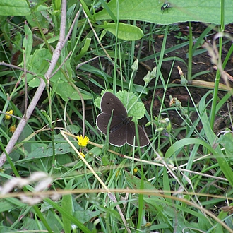 hier macht sich in diesem Augenblick Ratlosigkeit breit...ich bin dankbar für Hinweise bezüglich der Art. hier macht sich in diesem Augenblick Ratlosigkeit breit...ich bin dankbar für Hinweise bezüglich der Art.