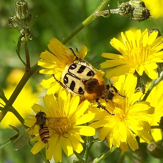 Pinselkäfer - Trichius fasciatus Pinselkäfer - Trichius fasciatus