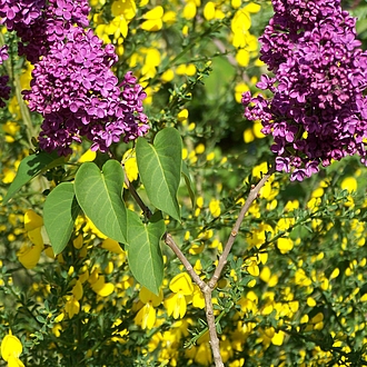 Flieder & Ginster Flieder & Ginster