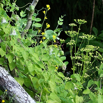 Schlußwort: Gaia kennt Ihre Freunde beim Namen. Schlußwort: Gaia kennt Ihre Freunde beim Namen.