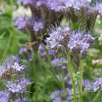 Phazelia tanacetifolia Phazelia tanacetifolia