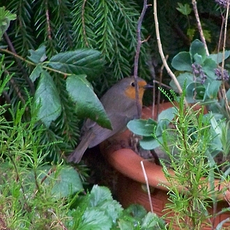Rotkehlchen - Erithacus rubecula Rotkehlchen - Erithacus rubecula